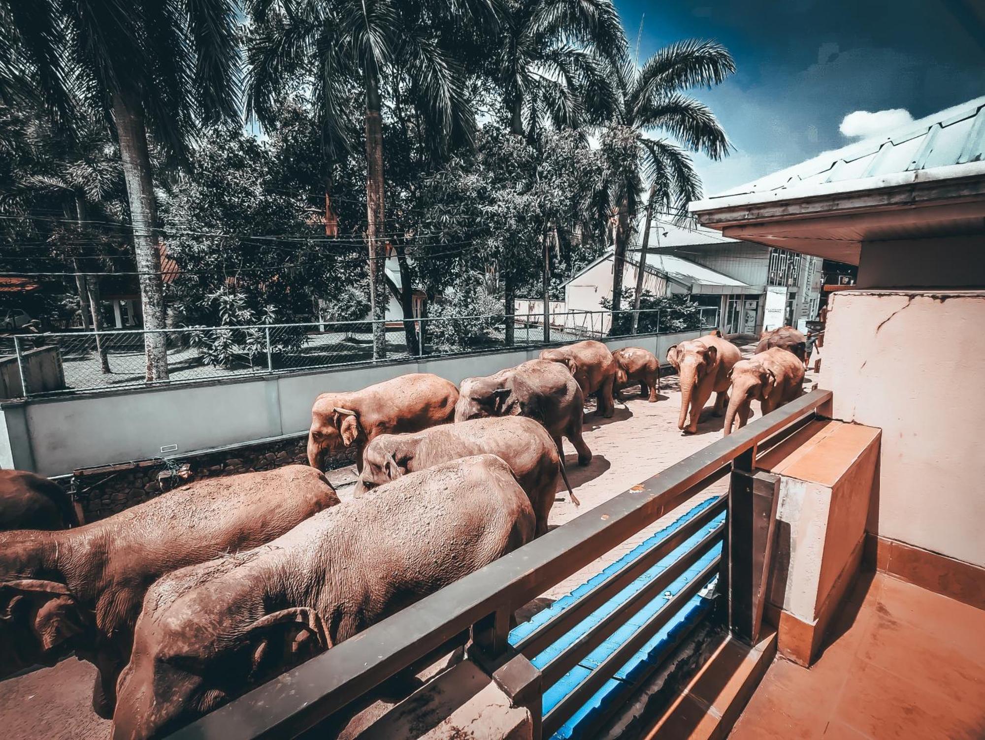 Hotel Elephant Park - New Deal! Half Off Airport Pickups Available Pinnawala  Exterior photo